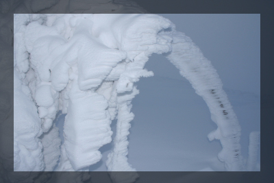 Sorbier des oiseleurs couvert de givre sculté par le vent au Hohneck.