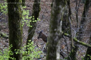 sotre-cerf-retournemer