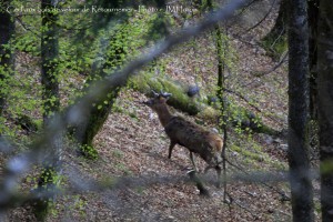 sotre-cerfs-retournemer