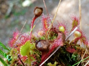 drosera_vosges_tourbiere