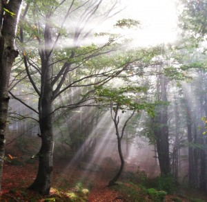 Ambiance automnale dans les sous-bois du refuge...