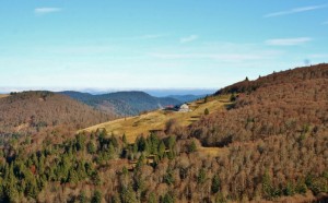 Les forêts colorées du refuge !