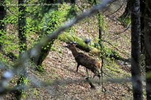 Frissons avec le brâme du cerf...