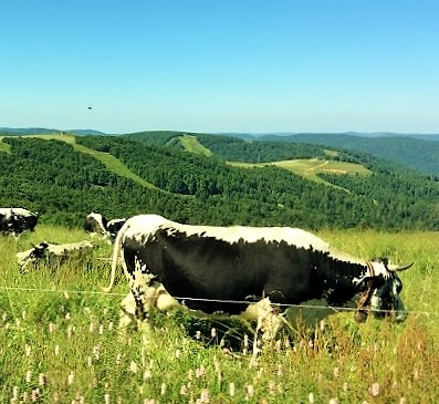 randonnee_refuge_vosges (9) (397x365)